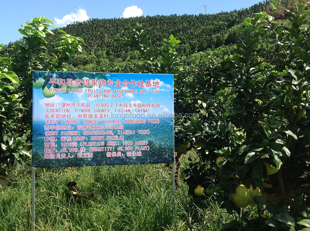 China pomelo fruit