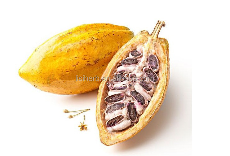 ISO Certificated factory supply cocoa powder