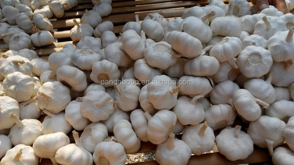 2014 new crop fresh normal /pure white garlic in low price as a wholesale supplier and exporter in china