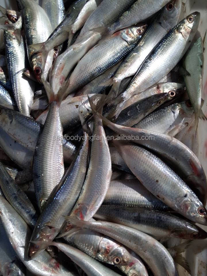 Frozen sardine whole round China supplier