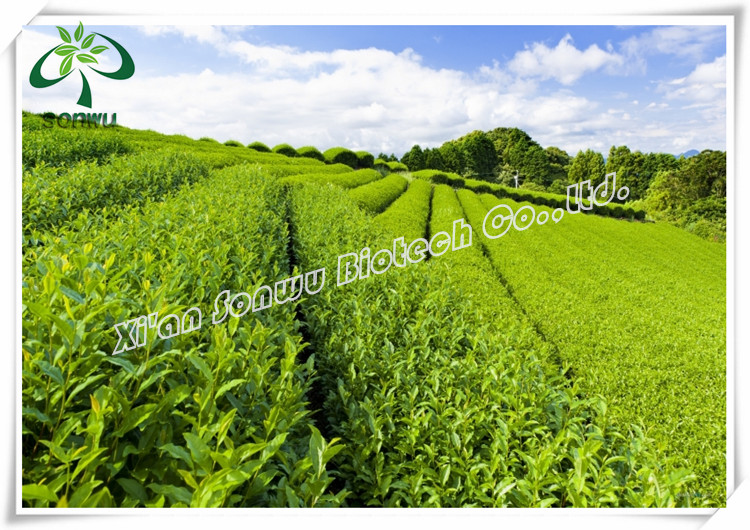 Organic white tea extract powder