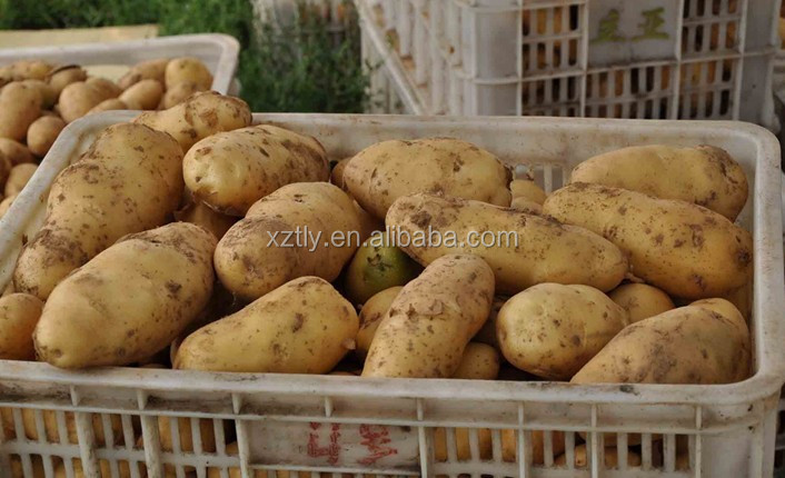 Chinese Fresh Holland Potato