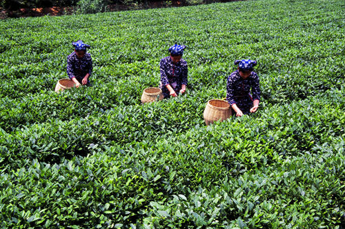 Hi-Q Grean Tea P.E./20%-98% L-Theanine