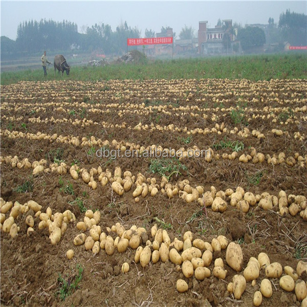 Mesh bag for high quality fresh potato