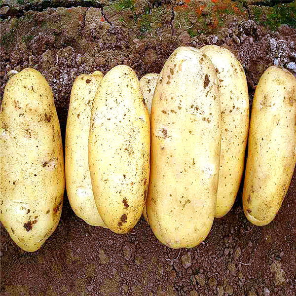 export high quality potato starch/reliable potato starch exporters