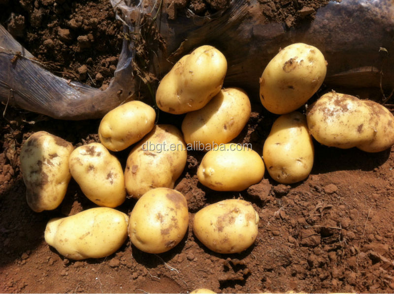 2014 New fresh potatoes from China. Best-selling markets