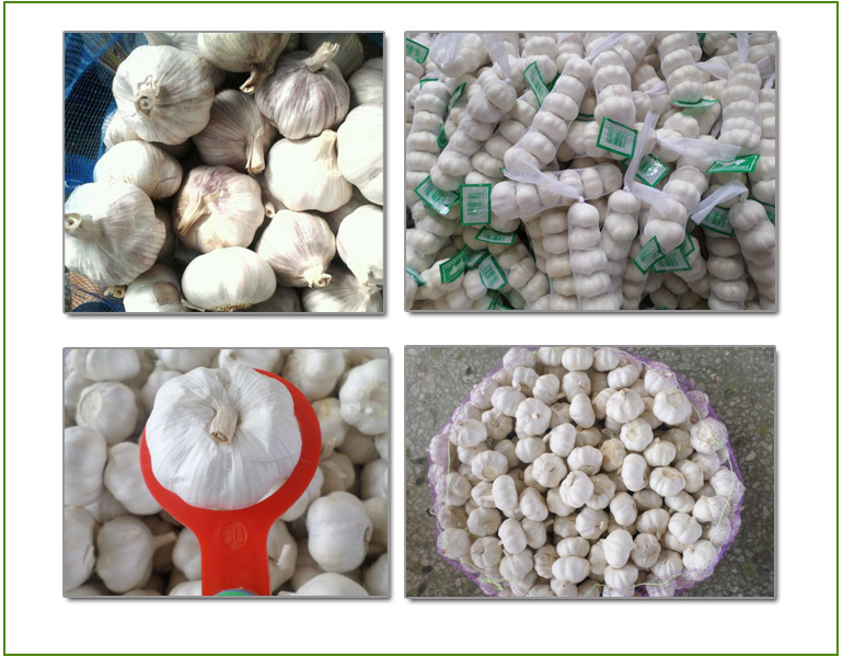 Fresh White Garlic/Sharp Taste/Nutritious (Low Price)