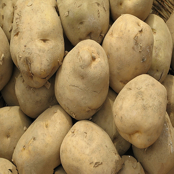 Unique high quality potatoes exporters in the northwest of China