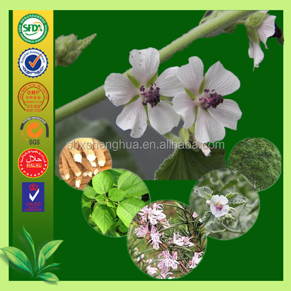 GMP factory Marshmallow Leaf price