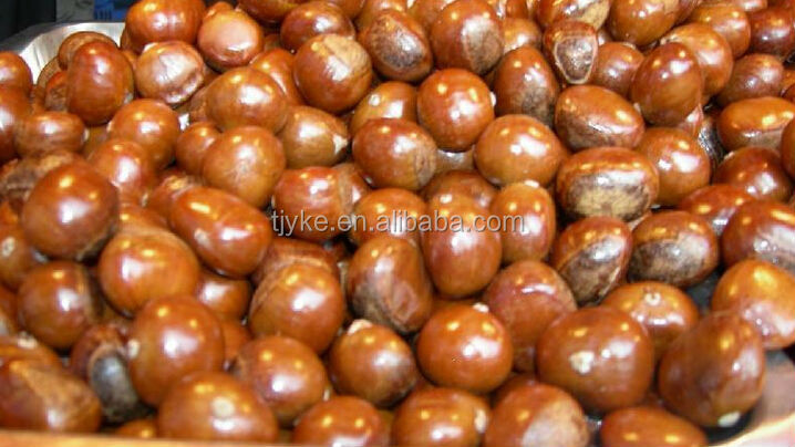 fresh chestnut in shell new crop 2014 crop