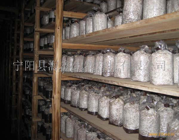 autoclave sterilizer for mushroom ,autoclave machine for mushroom ,mushroom sterilizer