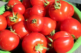 tomato paste plant