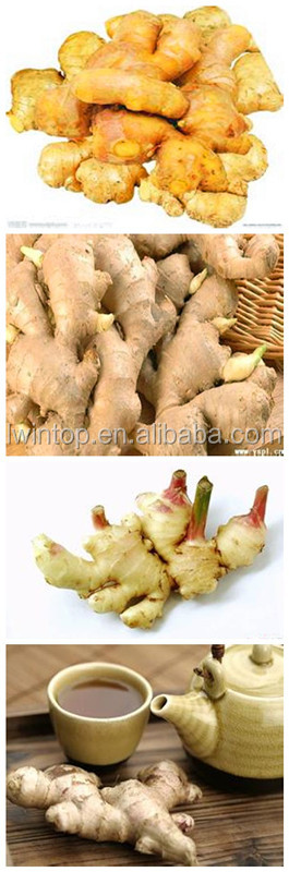 bulk fresh ginger specification 2012 Meet EU Standard