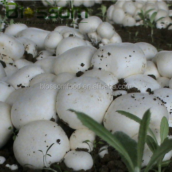 IQF frozen fresh sliced champignons white mushroom