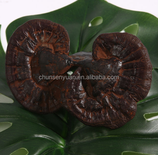 Export ganoderma lucidum canned champignon mushroom to syria