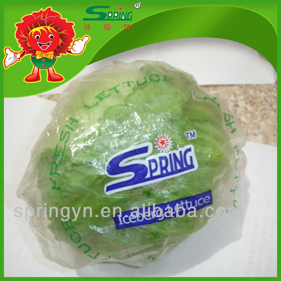 fresh iceberg lettuce round shape lettuce