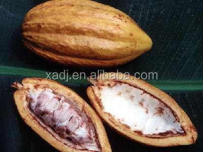 Cocoa seed extract powder natural cocoa extract cocoa seed extract theobromine