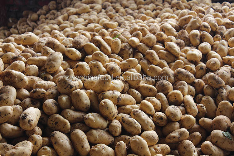 Chinese Fresh Potato / Sweet Potato / Holland Potato Exporter