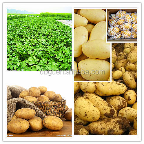 High quality, low price, a new listing New fresh potato