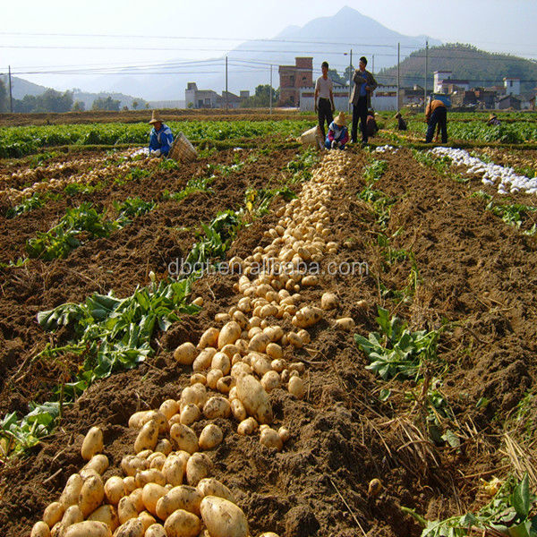 2014 New crop healthy and nutritious potatoes
