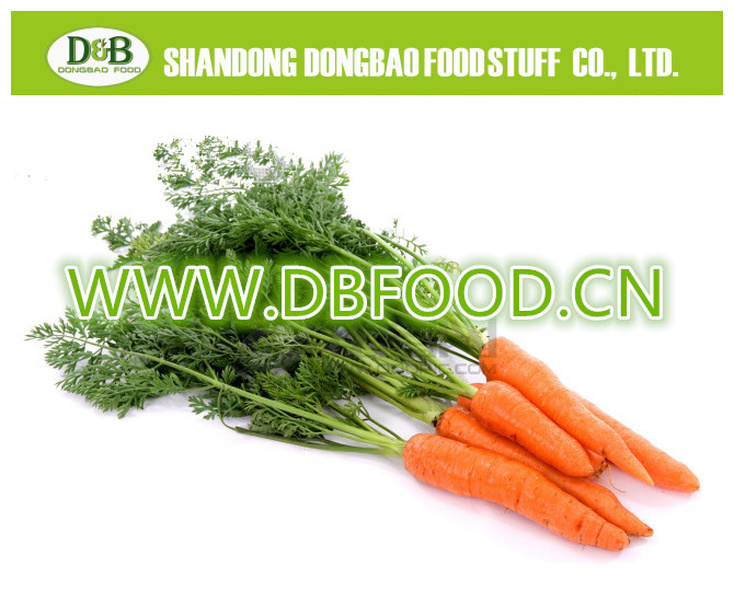 Fresh Carrot 80-150g Factory supply New Crop high quality