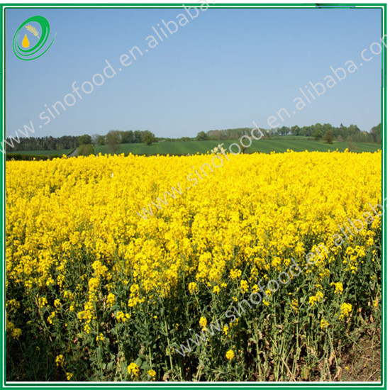 refined rapeseed oil use for cooking