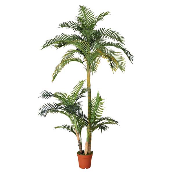 Decorative Tree Small Indoor Palm Trees Sale Potted Plant Buy Palm