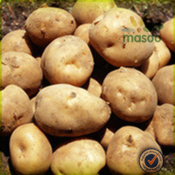 fresh holland seed potato 150-200g exporter