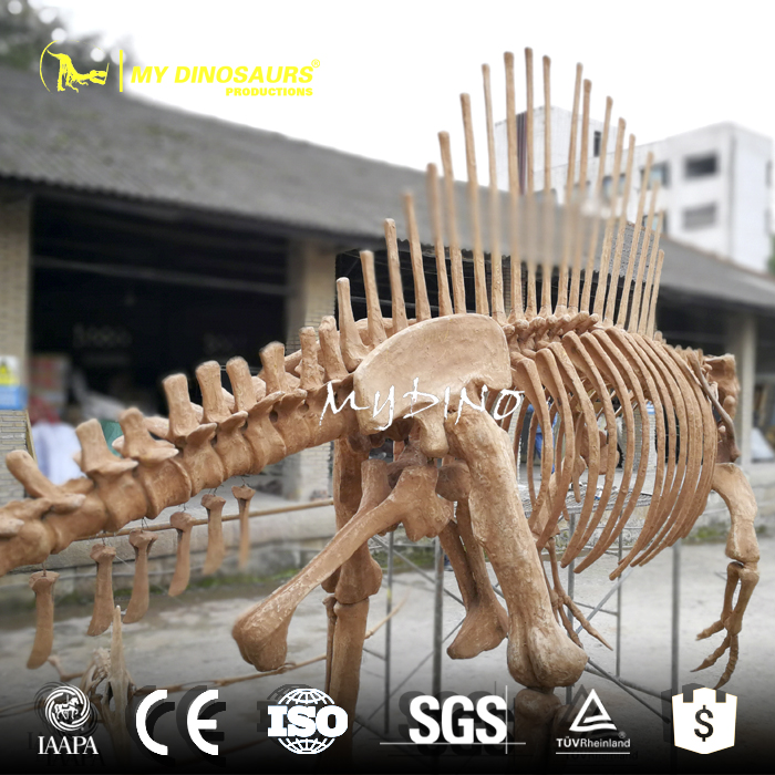 real size skeleton.jpg