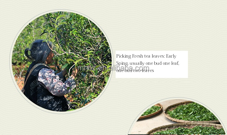 Smooth mellow taste large leaf teas