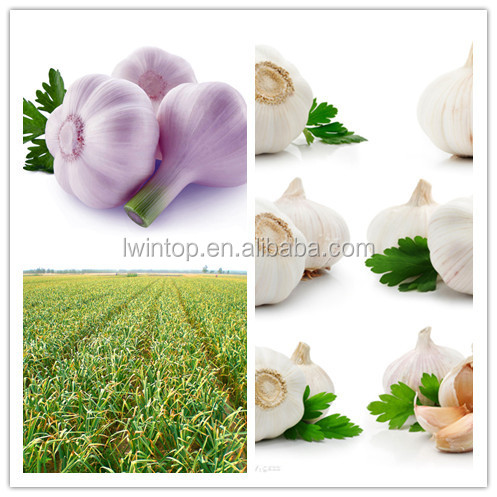 crop 2014 market prices fresh natural garlic price