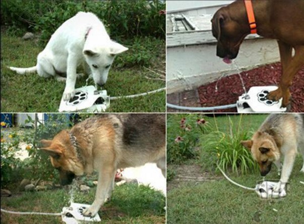 pet drinker2.jpg