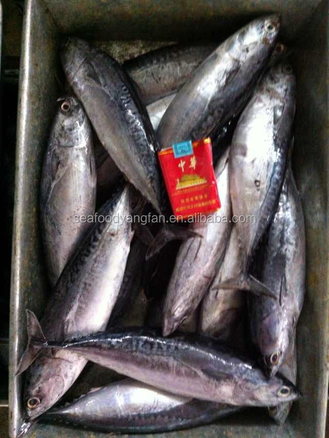 200g up whole round Auxis thazard bullet bonito