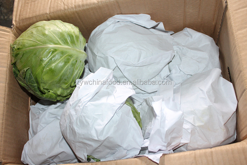 Fresh Green/Red Cabbage New Corp Cabbage Hot Sale