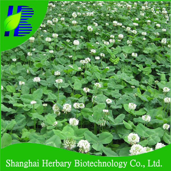 Fast Growing Lucky Grass Seeds Wholesale Buy Lucky Grass Seedfour Leaf Clover Seedsseed 8603