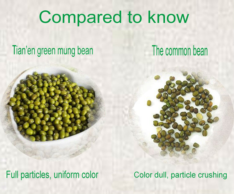 Dry high quality bulk myanmar green mung bean with a good price