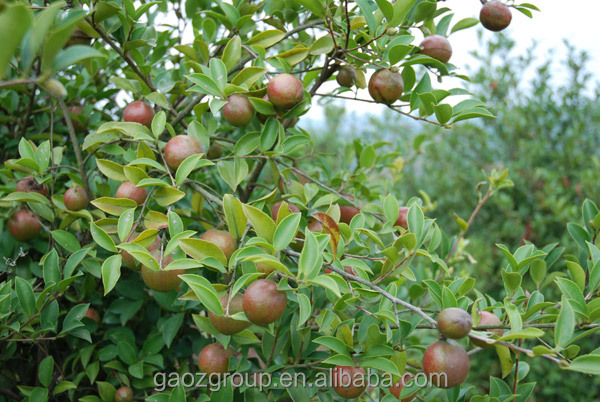 cold pressed camellia oleifera seed oil
