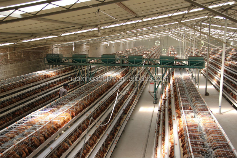 poultry-house-design-for-1000-birds-kenya-poultry-house-poultry