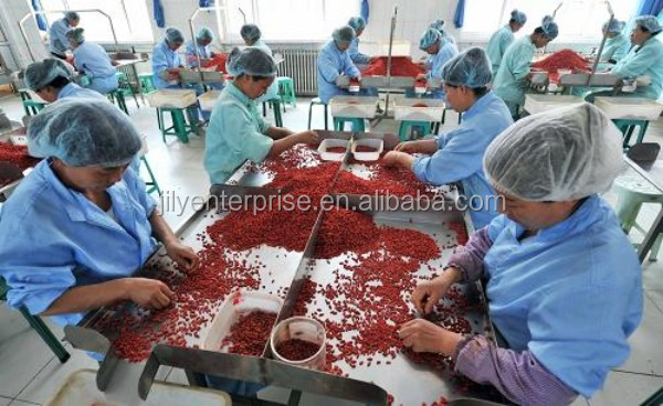 2014 KOSHER/HACCP/NOP/IMO/HALAL certified goji berry