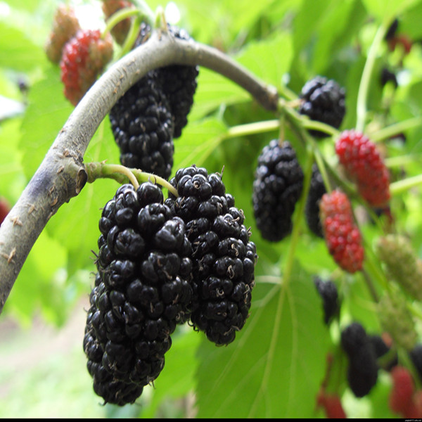 Mulberry extract anthocyanin powder 10%