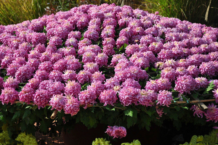 Chrysanthemum Seeds For Growing All Varieties, View chrysanthemum 