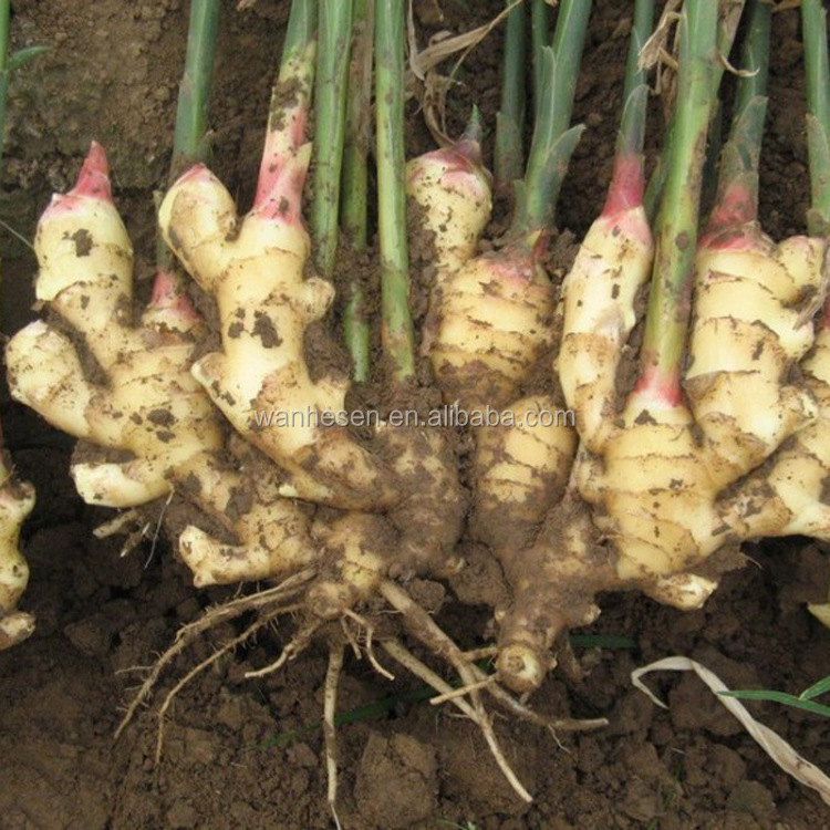 20kg Mesh Bag Package Air Dry Ginger