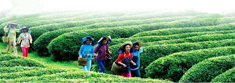 Spring refined flavored famous chinese green tea