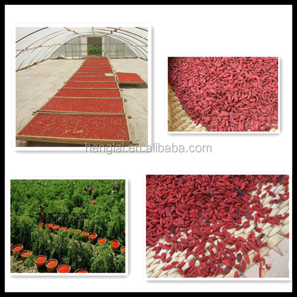 china goji berries/fresh dried goji berry/medlar