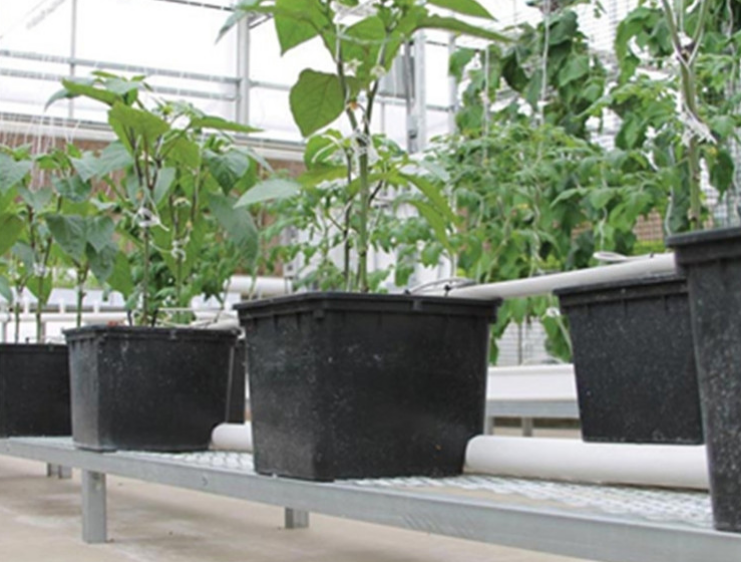 Deep Water Culture (dwc) Hydroponic System Seed Starter Cloner Box