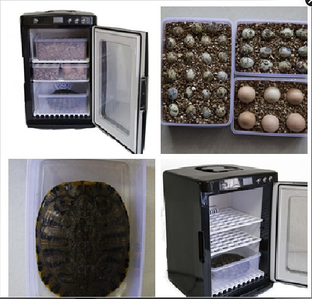 poultry egg incubator/reptile egg incubator/tortoise egg incubator 