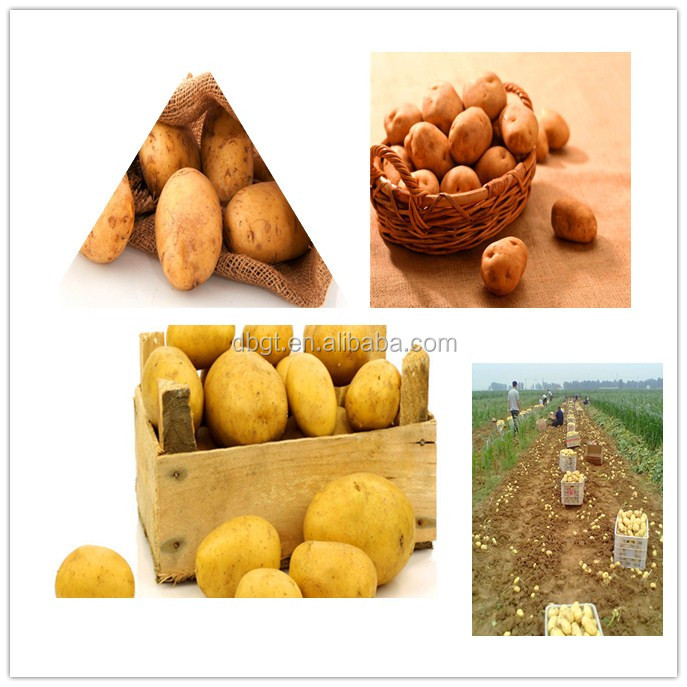 types of potatoes/various potato types