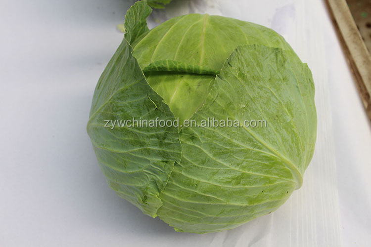 2014 Fresh Cabbage / Green Cabbage With High Quality Enjoying High Reputation