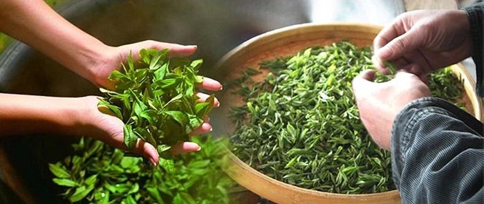 Spring refined flavored famous best green tea brand