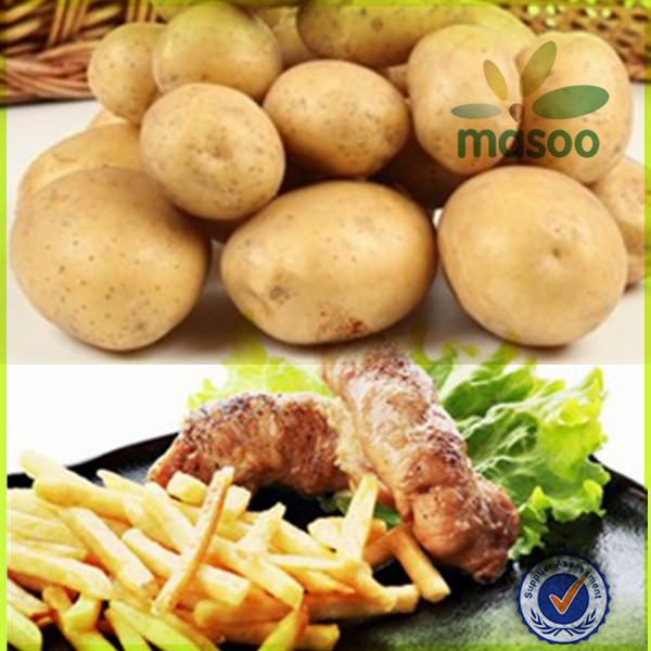new fresh holland potato 150-200g export